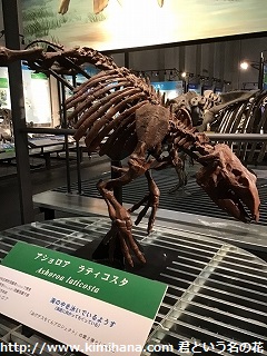 �A�V�����A ���e�B�R�X�^