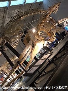 �N�W�����i