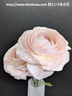 ���i���L�����X