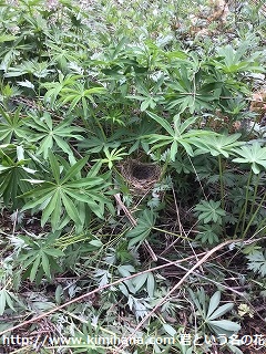 �q�o���̑�1