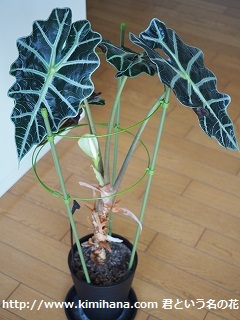 �A���[�J�V�A