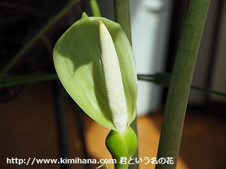 �A���[�J�V�A�̉�