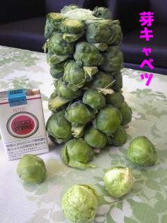 ��L���x�c