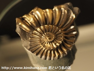 ���S�z�A�����i�C�g�i�l�K�j