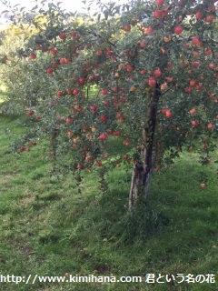 �����S�̖�