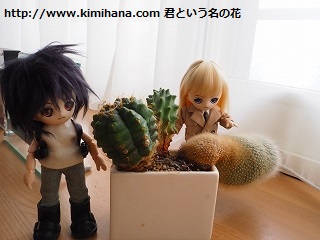 �A�N�n�����T�{�e��