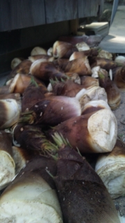 �����̂�1