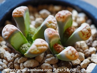 �����E��