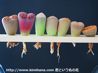 ���g�[�v�X���o��