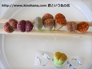 ���g�[�v�X���Ђ�