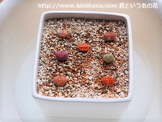 ���g�[�v�X����