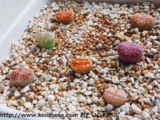 ���g�[�v�X�V��