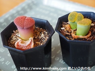 �僊�g�[�v�X�E���