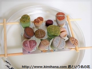 ���g�[�v�X��Q�������o��