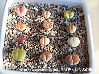 ���g�[�v�X��Q�������A��