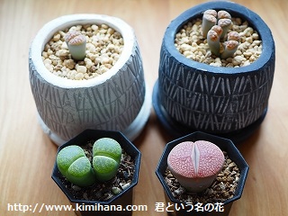 �僊�g�[�v�X�O