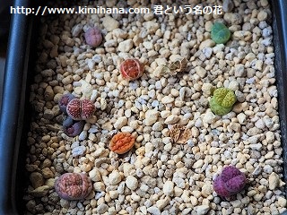 ���g�[�v�X�Q���̌�