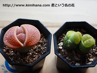 �僊�g�[�v�X�E��