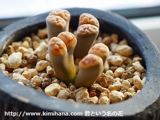 �k�����g�[�v�X